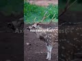 Axis deer Rutting! Demon like sound!