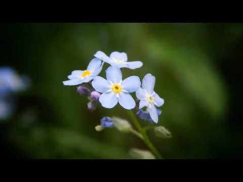 Niezapominajka~Zespół SETA