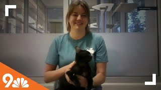 Petline: Kitten available for adoption