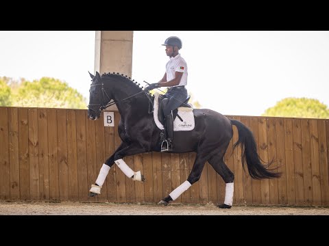 Horse for Sale I Black piro free Luso-Warmblood by Fundador and Bretton Woods (REF#716)