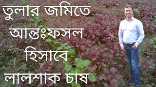 তুলা অর্থকরী ফসল
