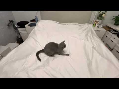 Russian Blue Cat Ekaterina Helps Making The Bed