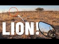 Face to face with THREE MALE LIONS in Namibia 🦁[S5 - Eps. 63]
