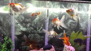 Lovely ivy ranchu.