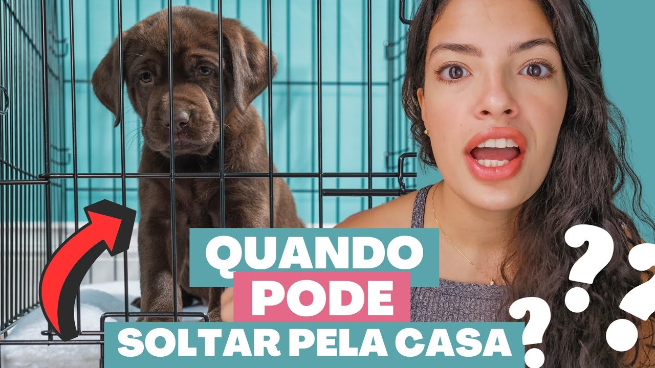 LOCAL RESTRITO| Quanto tempo para cachorro aprender a fazer xixi no lugar certo?