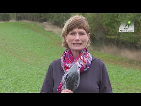 175. Feldexkursion: Wachstumsregler oder fungizider Schutz im Raps - NU Agrar, 14.10.2020