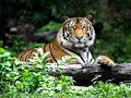 Le Tigre Du Bengale Documentaire