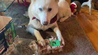 Husky Opens ALL the Christmas Presents
