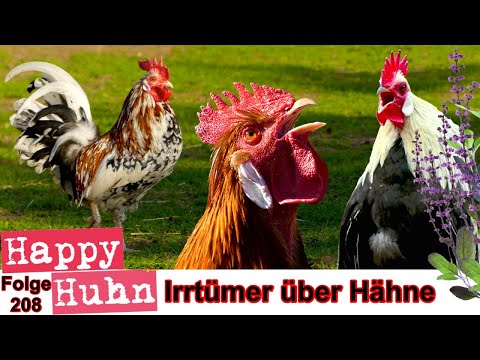 , title : 'E208 Häufige Irrtümer über Hähne - Happy Huhn - Warum krähen Hähne? Vorteile von aggressiven Hähnen'