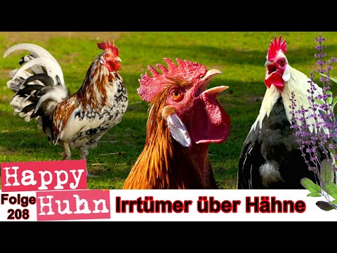 Häufige Irrtümer über Hähne - Happy Huhn - Warum krähen Hähne? Vorteile aggressiver Hahn E 208