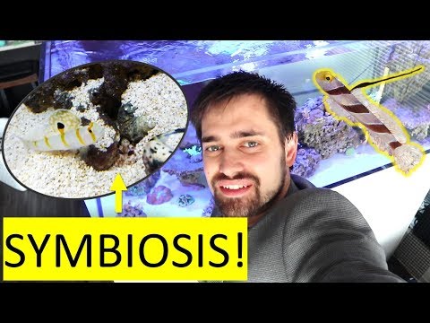🤝 Symbiosis in the Aquarium! All about Shrimp Gobies and Snapping Shrimp Pairs