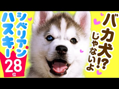 ハスキー犬の名前