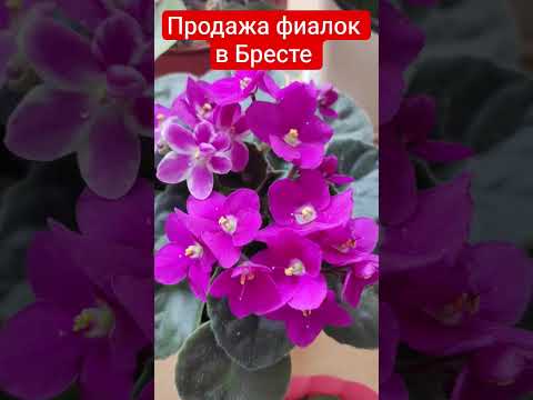 фото цветущие фиалки с фото, московская 0