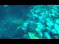 Diving In Croatia In Samograd 18 Metres