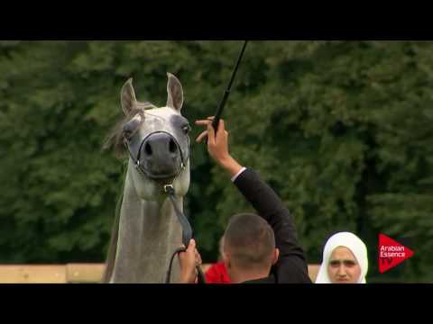 N.52 AMADAYIS AL JALIYLA - Chantilly 2017 World Cup - 3 Years Old Colts (Class 8)