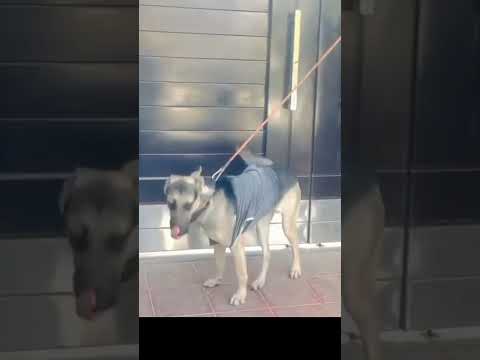 Jack ne Kara friend par attack #dogs #shortvideo #ubaidfayyaz #behind_boy