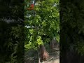 Gulchadi Farming