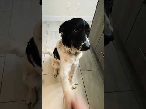 #smart #sweet #dog #boni #anatoly