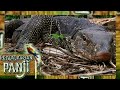 PANJI MENANGKAP BIAWAK PETUALANGAN PANJI