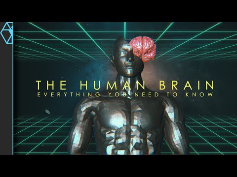 Journey Into the Human Brain: An In-Depth Guide to Your Amazing Brain!