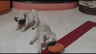 Pug Puppies Videos