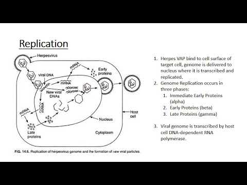 The Human Herpes Viruses