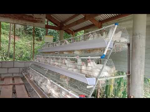 , title : 'Dekalb White Backyard Chicken Layer farm 2nd Batch Update Province life in Philippines'