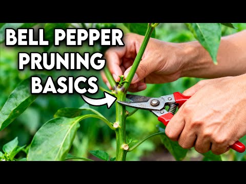 How to Prune Bell Peppers for Maximum Yield and Plant Health