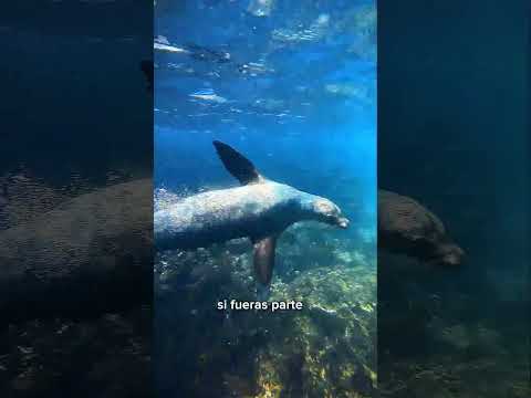 En Galápagos pasan cosas que no parecen reales. #galapagostortoise  #travelvlog