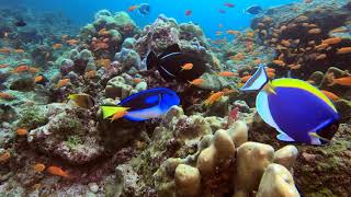 Diving Pulau Weh Indonesia