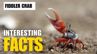 What Are the Most Interesting Facts About  Fiddler Crab | Interesting Facts | The Beast World