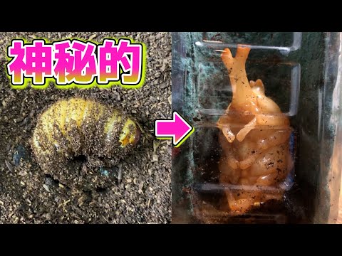 コガネムシの中に住む幼虫と蛹が成虫に向かう