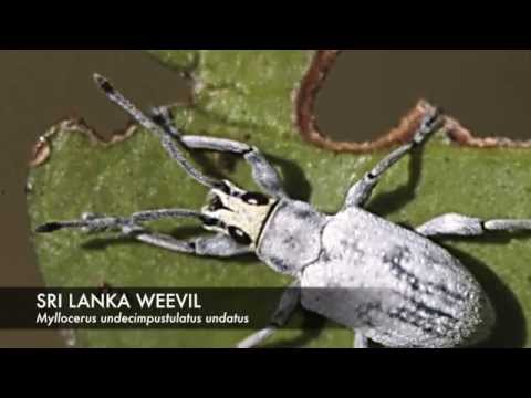 , title : 'Sri Lanka Weevil Damage in Home Landscapes'