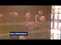 Wild Wednesday Learning About Chilean Flamingos