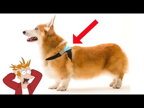 5 Cool Inventions For Your Dog #3 ✔ Video