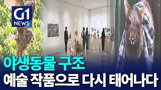 [G1뉴스] 예술로 다시 태어난 '야생동물 구조'..