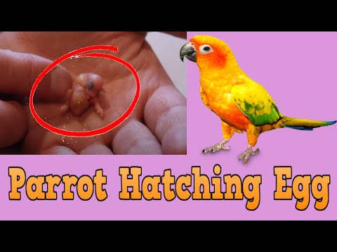 The smallest Parrot you have ever seen- Tiny egg rescue - Parrot hatching egg 🐣 and growing 🥚 🐣