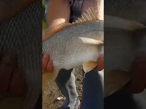 #Red Deer River Drum. Manitoba