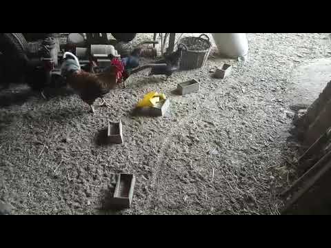 Hahn erschreckt sich?!?!😂😱🐓