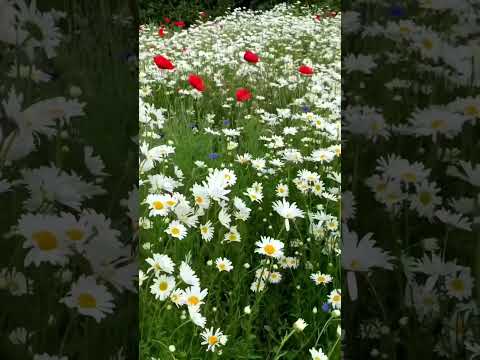 Ernesto Cortazar- Vows