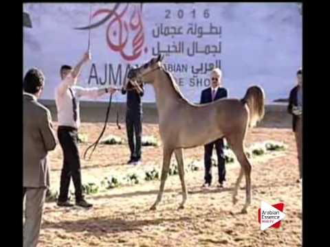 N.164 AHDAB AL HAWAJER - Ajman 2016 - Colts 1 year old (Class 7B)