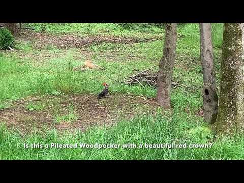 image-What woodpecker has a red crown?