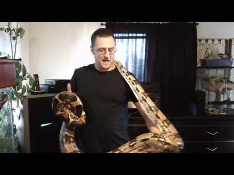 Red Tail Boa Snake Warning Exotic Pets Hot tips Steve the Reptile Guy show #2