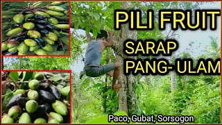 SIMPLE LIFE | Life in The Philippines | Pili Nut Tree | Pili Nut | Buhay Probinsya | EPISODE 8