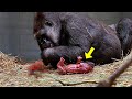 Zookeepers Filmed Gorilla Giving Birth. They All Screamed When They Saw THIS!