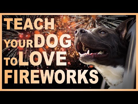 Teach Your Dog to Love Fireworks! Prepare Your Dog For The 4th of July!