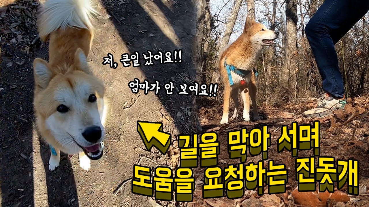 임신한 주인이 길을 잃자 진돗개가 하는 감동적인 행동