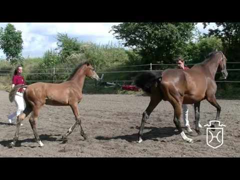 PI076 Hengstfohlen von Sandro Boy - Quintero - Carpaccio