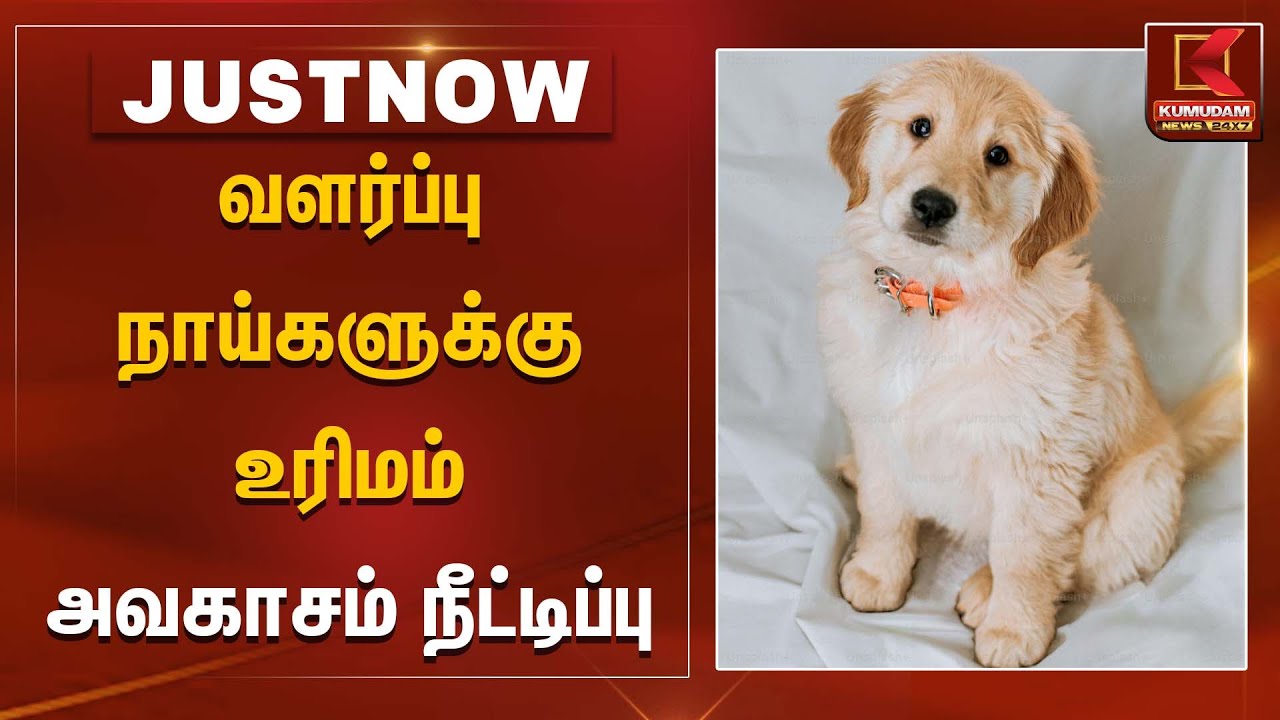 வளர்ப்பு நாய்களுக்கு உரிமம் அவகாசம் நீட்டிப்பு | MadrasHighCourt | Kumudam News