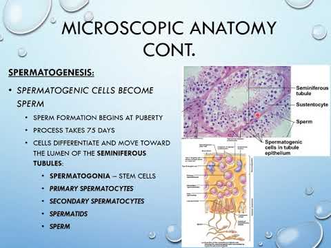 Reproductive System Lecture Video